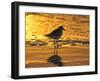 Shorebird at Sunset-Lynn M^ Stone-Framed Photographic Print