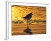 Shorebird at Sunset-Lynn M^ Stone-Framed Photographic Print