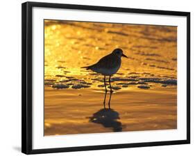 Shorebird at Sunset-Lynn M^ Stone-Framed Photographic Print