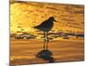 Shorebird at Sunset-Lynn M^ Stone-Mounted Photographic Print