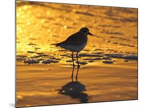 Shorebird at Sunset-Lynn M^ Stone-Mounted Photographic Print