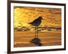 Shorebird at Sunset-Lynn M^ Stone-Framed Photographic Print