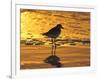 Shorebird at Sunset-Lynn M^ Stone-Framed Photographic Print