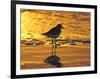 Shorebird at Sunset-Lynn M^ Stone-Framed Photographic Print