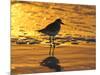 Shorebird at Sunset-Lynn M^ Stone-Mounted Photographic Print