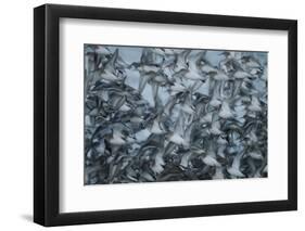 Shorebirds Along the Pacific Coast, Washington-Steven Gnam-Framed Photographic Print