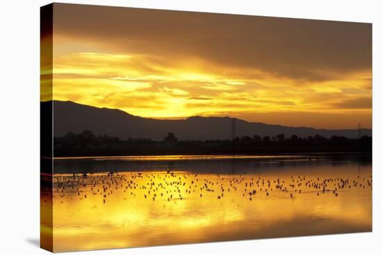 Shorebirds on Salt Pond at Sunrise-null-Stretched Canvas