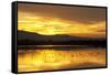 Shorebirds on Salt Pond at Sunrise-null-Framed Stretched Canvas