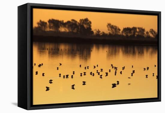 Shorebirds on Salt Pond at Sunrise-null-Framed Stretched Canvas