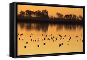 Shorebirds on Salt Pond at Sunrise-null-Framed Stretched Canvas