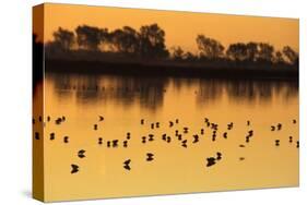 Shorebirds on Salt Pond at Sunrise-null-Stretched Canvas