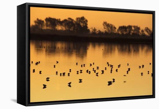 Shorebirds on Salt Pond at Sunrise-null-Framed Stretched Canvas