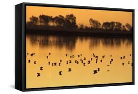 Shorebirds on Salt Pond at Sunrise-null-Framed Stretched Canvas