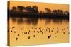 Shorebirds on Salt Pond at Sunrise-null-Stretched Canvas