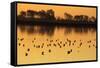 Shorebirds on Salt Pond at Sunrise-null-Framed Stretched Canvas