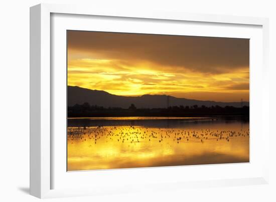 Shorebirds on Salt Pond at Sunrise-null-Framed Photographic Print