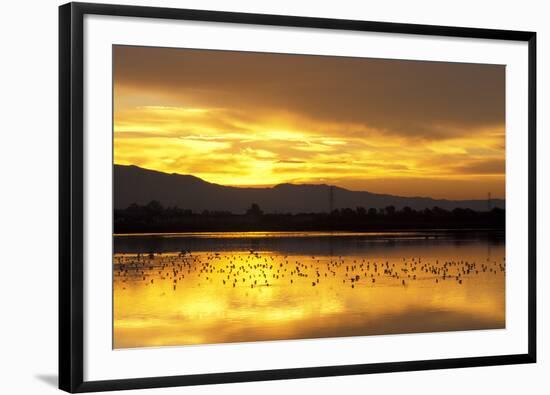 Shorebirds on Salt Pond at Sunrise-null-Framed Photographic Print