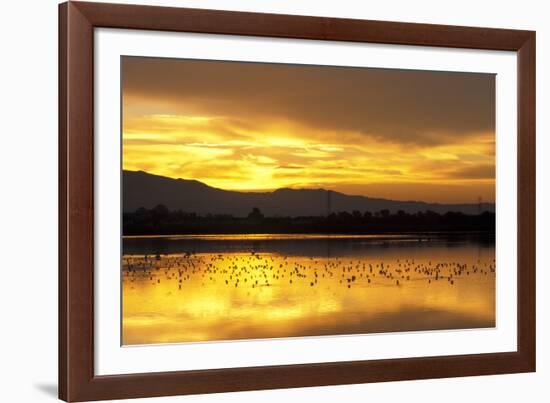 Shorebirds on Salt Pond at Sunrise-null-Framed Photographic Print