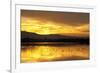 Shorebirds on Salt Pond at Sunrise-null-Framed Photographic Print