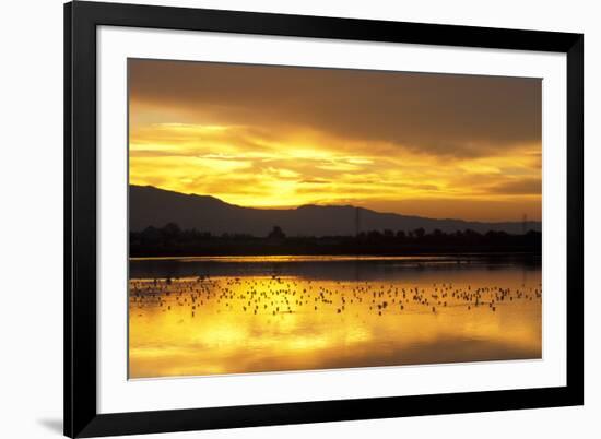 Shorebirds on Salt Pond at Sunrise-null-Framed Photographic Print