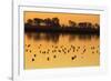 Shorebirds on Salt Pond at Sunrise-null-Framed Photographic Print