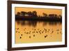 Shorebirds on Salt Pond at Sunrise-null-Framed Photographic Print