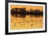 Shorebirds on Salt Pond at Sunrise-null-Framed Photographic Print