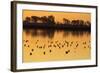 Shorebirds on Salt Pond at Sunrise-null-Framed Photographic Print