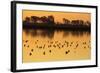 Shorebirds on Salt Pond at Sunrise-null-Framed Photographic Print