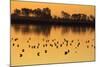 Shorebirds on Salt Pond at Sunrise-null-Mounted Photographic Print