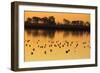 Shorebirds on Salt Pond at Sunrise-null-Framed Photographic Print