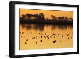 Shorebirds on Salt Pond at Sunrise-null-Framed Photographic Print