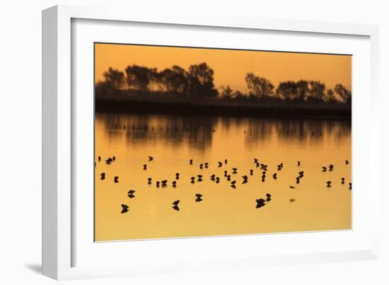 Shorebirds on Salt Pond at Sunrise-null-Framed Photographic Print