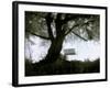 Shoregang-Craig Satterlee-Framed Photographic Print