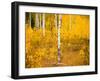 Shoreguild-Craig Satterlee-Framed Photographic Print