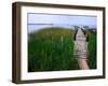 Shoreline and Dock, Chincoteague Island-Mark Gibson-Framed Photographic Print