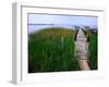 Shoreline and Dock, Chincoteague Island-Mark Gibson-Framed Photographic Print