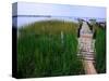 Shoreline and Dock, Chincoteague Island-Mark Gibson-Stretched Canvas