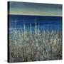 Shoreline Flowers II-Tim O'toole-Stretched Canvas