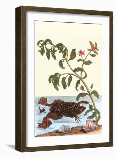 Shoreline Purslane with a Common Surinam Toad-Maria Sibylla Merian-Framed Art Print