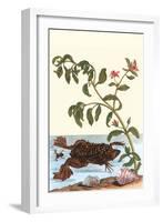 Shoreline Purslane with a Common Surinam Toad-Maria Sibylla Merian-Framed Art Print