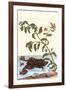 Shoreline Purslane with a Common Surinam Toad-Maria Sibylla Merian-Framed Art Print