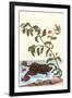 Shoreline Purslane with a Common Surinam Toad-Maria Sibylla Merian-Framed Art Print