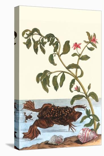 Shoreline Purslane with a Common Surinam Toad-Maria Sibylla Merian-Stretched Canvas