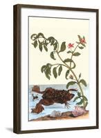 Shoreline Purslane with a Common Surinam Toad-Maria Sibylla Merian-Framed Art Print