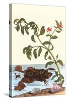 Shoreline Purslane with a Common Surinam Toad-Maria Sibylla Merian-Stretched Canvas