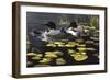 Shoreline Refuge - Loon Family-Wilhelm Goebel-Framed Premium Giclee Print