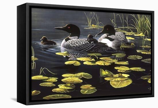 Shoreline Refuge - Loon Family-Wilhelm Goebel-Framed Stretched Canvas