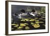 Shoreline Refuge - Loon Family-Wilhelm Goebel-Framed Giclee Print