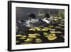 Shoreline Refuge - Loon Family-Wilhelm Goebel-Framed Giclee Print